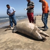 دلفين نافق بشاطىء بورسعيد