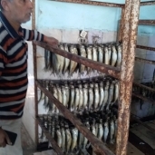 قبل شم النسيم.. إعدام 1.9 طن أسماك مملحة فاسدة في الشرقية