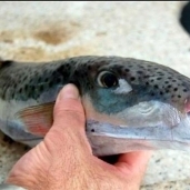 صحة الغربية تحذر من وجود سمكة القراض السامة بطاولات سمك البساريا