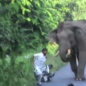 السائق يهرب من الفيل