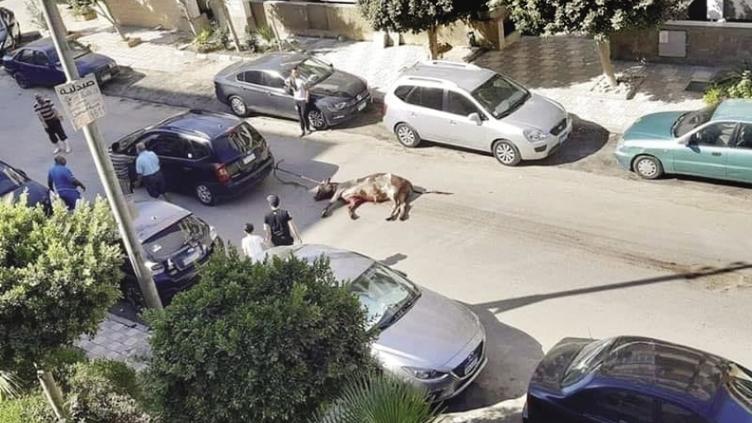 مواطن يسحل أضحية بعد ذبحها فى الشارع أثناء العيد