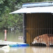 بالصور| دببة روسيا تواجه الموت بسبب الفيضانات ومتطوعون يحاولون إنقاذها