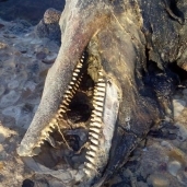محميات البحر الأحمر: الحيوان النافق على أحد الشواطئ "دولفين"