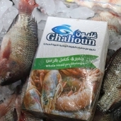 أسماك غليون فى منافذ بيع كفر الشيخ