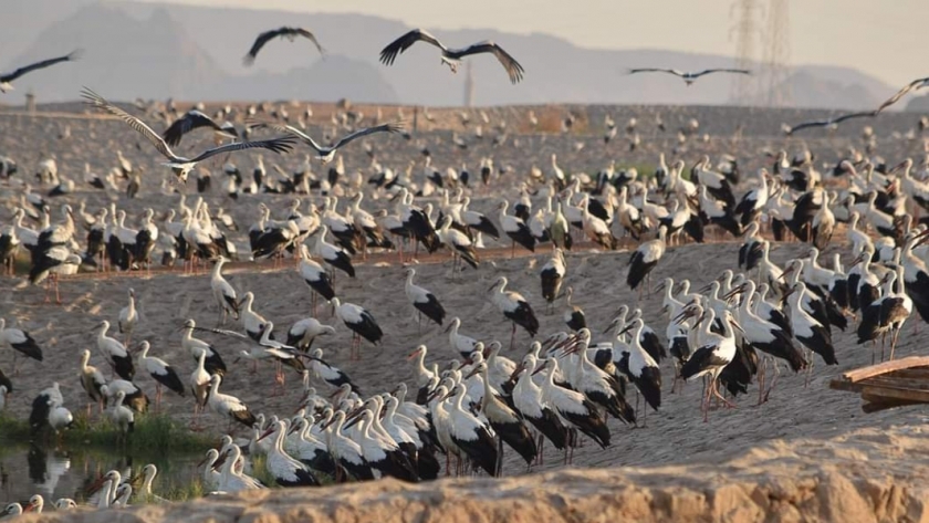 طيور اللقلق الأبيض عند بحيرات الأكسدة بشرم الشيخ
