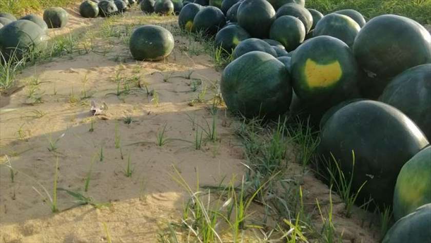 حصاد البطيخ في محافظة المنيا