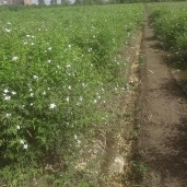 زراعة زهرة الياسمين في قرى الغربية