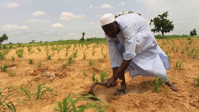 الزراعة في نيجيريا