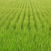 مزارع ارز