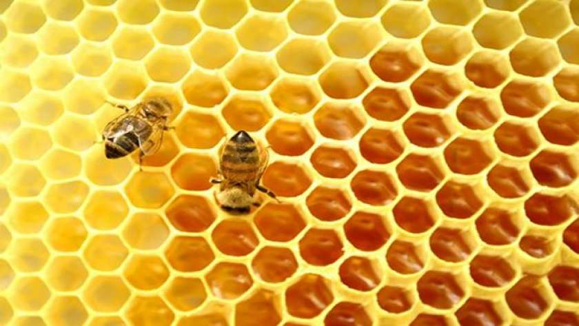 أسعار عسل النحل