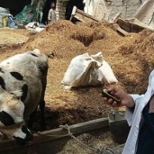 عمليات تحصين الماشية من مرض الجلد العقدي