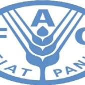منظمة الأغذية والزراعة للأمم المتحدة "الفاو"