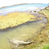 إطلاق تمساح لبحيرة ناصر