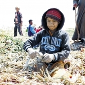أطفال الصعيد فى مزارع البصل: يد تعمل.. ويد تمسح الدموع