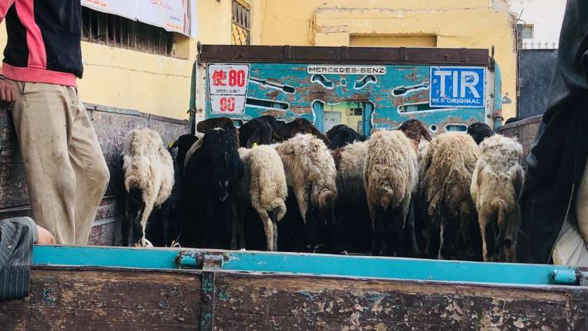 تسليم 120 رأس ماشية بالمنيا