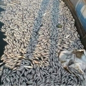 نفوق كميات كبيرة من الأسماك بمنطقة قناطر إدفينا بالبحيرة