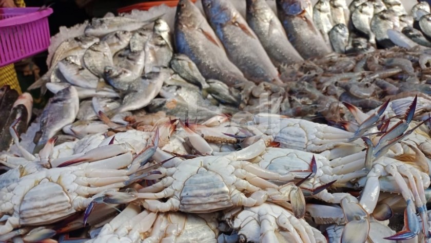 أسعار الأسماك اليوم- تعبيرية