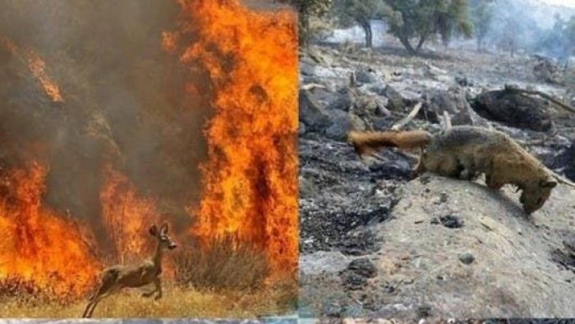 حرائق غابات في إيران