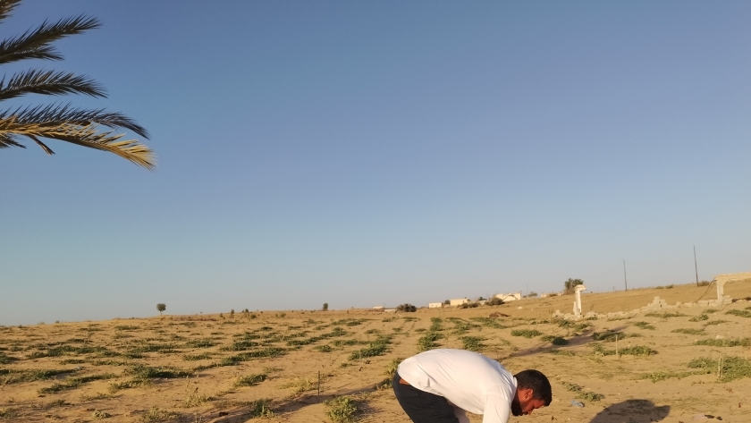 مزارع جنوب الشيخ زويد ورفح