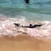 لقطة من فيديو سمكة القرش التي خرجت على الشاطئ الرملي