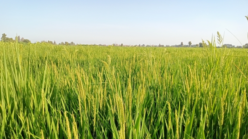 صورة الأرز الشعير في كفر الشيخ