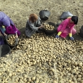 محصول البطاطس - صورة أرشيفية