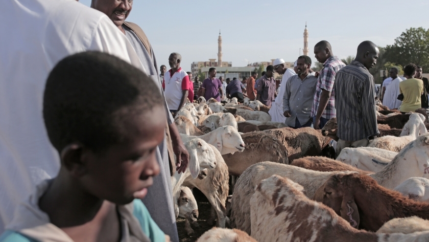 أحد أسواق بيع الأضاحي في السودان
