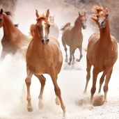 الخيول العربية من أفضل خيول العالم