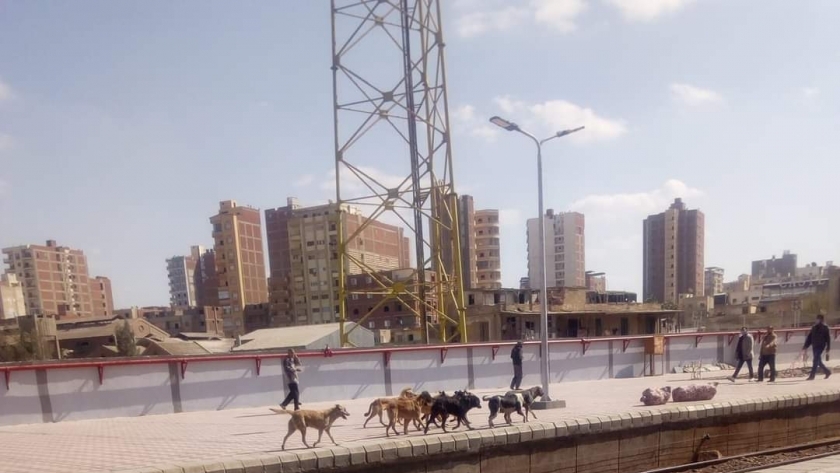 كلاب ضالة وحمار برصيف محطة قطارات المحلة