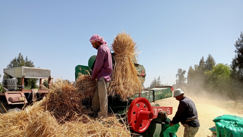 التبن من ناتج القمح في كفر الشيخ