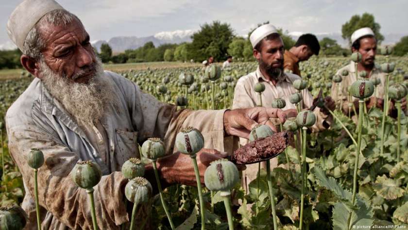 زراعة المخدرات في أفغانستان - أرشيفية