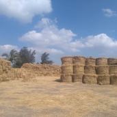 جمع قش الأرز فى كفر الشيخ