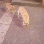 وسط والجمرك يقضيان على 23 كلب بيوم واحد بعد شكوى الأهالي في الإسكندرية