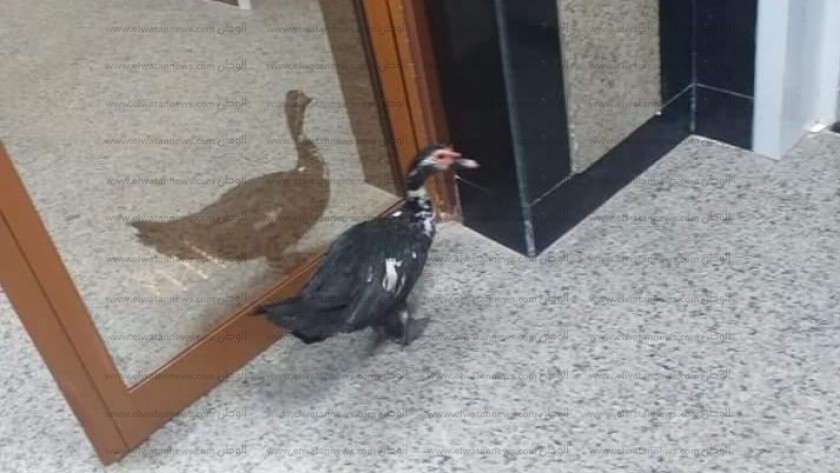 بطة تتجول بطابق فى مستشفي كفر الشيخ الجامعي