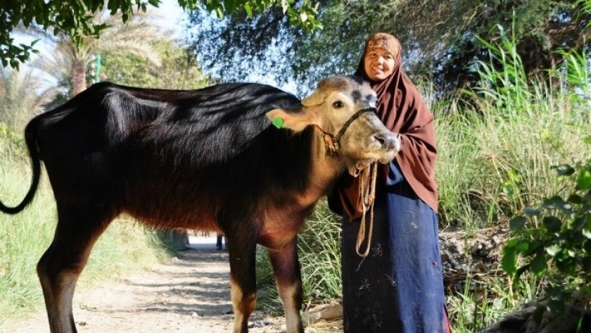أورمان كفر الشيخ تسلم 2558 رأس ماشية للأسر الأكثر احتياجا