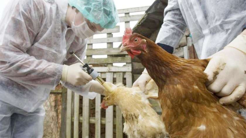 وفاة أول حالة مؤكدة بمتحور أنفلونزا الطيور