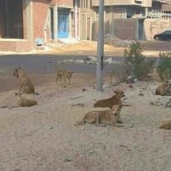 الكلاب الضالة فى شوارع محافظة السويس