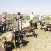 مشروع الماشية فى «أرض الفيروز»