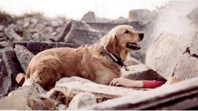 الكلب بجوار صاحبه بعد حدوث زلزال