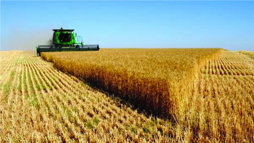 موسم حصاد القمح بمنطقة شرق العوينات