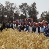 انعقاد حصاد الحقل الإرشادى لمحصول القمح بفارسكور