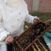 لجنة بزراعة دمياط توصي بزيادة جرعات التغذية التنشيطية لملكات النحل