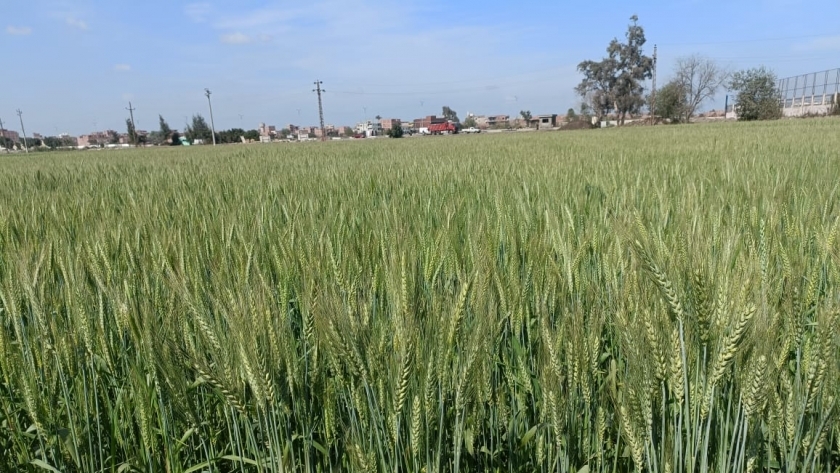 محصول القمح في مرحلة طرد السنابل