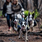 الكلاب اثناء نشر البذور بالغابات المحترقة في تشيلي