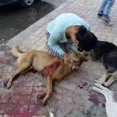 غضب بالإسكندرية بعد مقتل 5 كلاب في الشارع