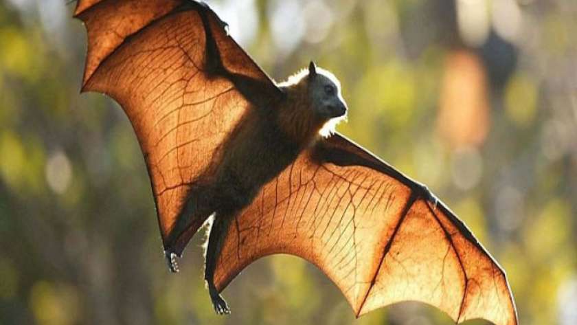 الخفاش قد يكون مصدر كورونا