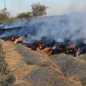 مزارعو البحيرة يحرقون القش بالأرض الزراعية