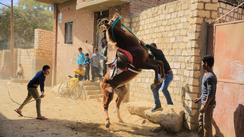 الخيول العربية الأصيلة بوابة عبور أهالي قرية فقيرة للعالمية بالفيوم