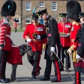 الأمير ويليام يقدم "النفل" لكلب الحرس الأيرلندي