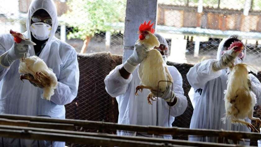 ظهور أول إصابة بشرية بفيروس انفلونزا الطيور في الصين